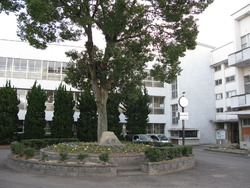 琴平中学校